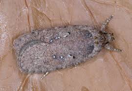 Attēlu rezultāti vaicājumam “Agonopterix heracliana”