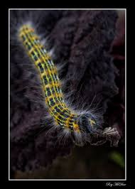 Attēlu rezultāti vaicājumam “Phalera bucephala larva”