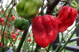 Afbeeldingsresultaat voor 7 pot hot pepper