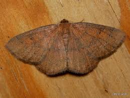 Attēlu rezultāti vaicājumam “Thetidia smaragdaria”