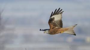 Image result for Kite Ireland