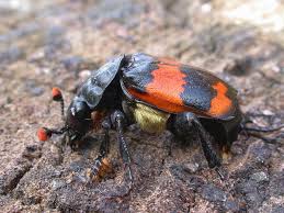 Attēlu rezultāti vaicājumam “Nicrophorus investigator”