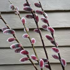 Attēlu rezultāti vaicājumam “Salix x doniana”