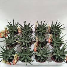 Image result for Haworthia mix
