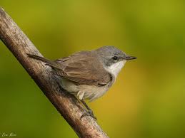 Attēlu rezultāti vaicājumam “Sylvia curruca”