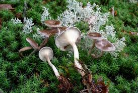 Attēlu rezultāti vaicājumam “Cantharellula umbonata”