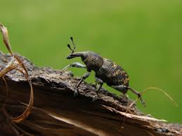 Attēlu rezultāti vaicājumam “Hylobius abietis”