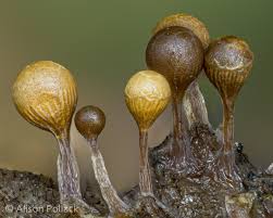 Attēlu rezultāti vaicājumam “Hemitrichia decipiens spores”