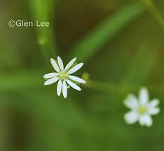 Attēlu rezultāti vaicājumam “Stellaria longifolia flower”