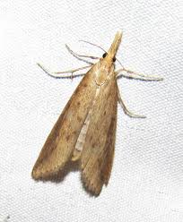 Attēlu rezultāti vaicājumam “Donacaula mucronella”