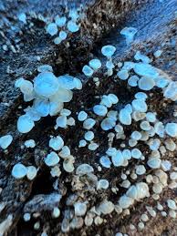 Attēlu rezultāti vaicājumam “Lachnum virgineum”