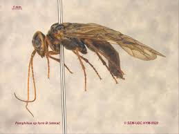 Attēlu rezultāti vaicājumam “Pamphiliidae”