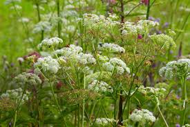 Attēlu rezultāti vaicājumam “Angelica palustris”
