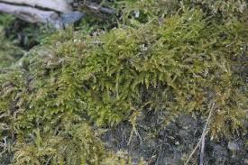 Attēlu rezultāti vaicājumam “Eurhynchiastrum pulchellum”