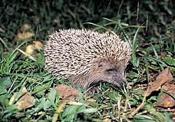 Attēlu rezultāti vaicājumam “Erinaceus sp.”