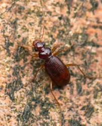 Attēlu rezultāti vaicājumam “Leistus ferrugineus”