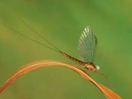 Attēlu rezultāti vaicājumam “Heptagenia sulphurea female”