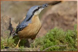 Attēlu rezultāti vaicājumam “Sitta europaea male”