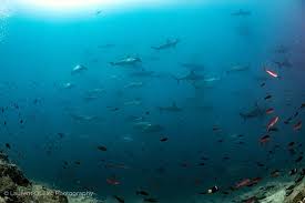 Image result for Scuba Skooling