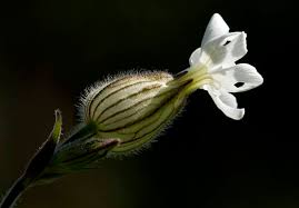 Attēlu rezultāti vaicājumam “Silene latifolia subsp. alba flower”