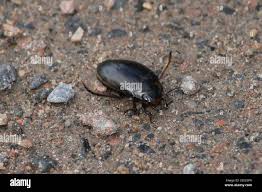 Attēlu rezultāti vaicājumam “Colymbetes paykulli”