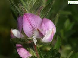 Attēlu rezultāti vaicājumam “Ononis arvensis bud”