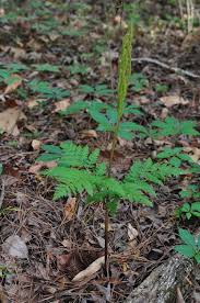 Attēlu rezultāti vaicājumam “Botrychium virginianum”