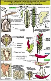 Attēlu rezultāti vaicājumam “Claviceps purpurea”
