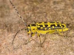 Attēlu rezultāti vaicājumam “Saperda scalaris”