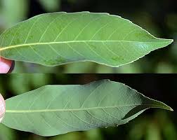 Attēlu rezultāti vaicājumam “Salix myrsinifolia leaf”