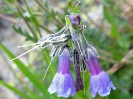Attēlu rezultāti vaicājumam “Barbeyella minutissima stalked”