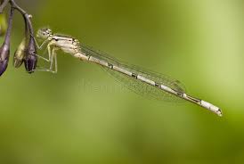 Attēlu rezultāti vaicājumam “Enallagma cyathigerum male”