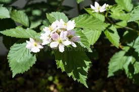 Attēlu rezultāti vaicājumam “Rubus plicatus flower”