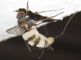 Attēlu rezultāti vaicājumam “Entomophthora”