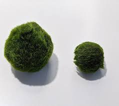 Imagini pentru Cladophora aegagropila