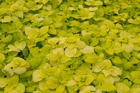 Attēlu rezultāti vaicājumam “Lamium maculatum leaf”