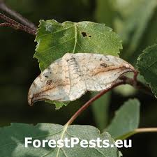 Attēlu rezultāti vaicājumam “Drepana falcataria”