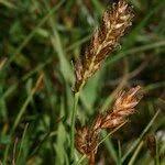 Attēlu rezultāti vaicājumam “Blysmus compressus fruit”