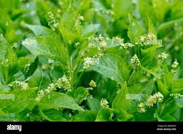 Attēlu rezultāti vaicājumam “Mercurialis perennis flower”