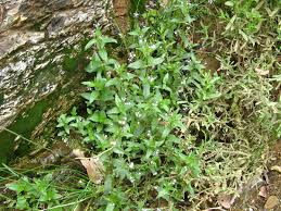 Attēlu rezultāti vaicājumam “Veronica anagallis-aquatica fruit”