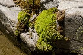 Attēlu rezultāti vaicājumam “Chiloscyphus polyanthos sporophyte”