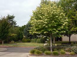 Attēlu rezultāti vaicājumam “Tilia tomentosa”