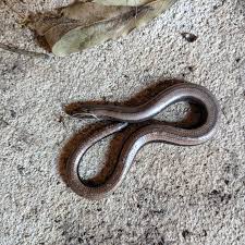 Attēlu rezultāti vaicājumam “Anguis fragilis adult”