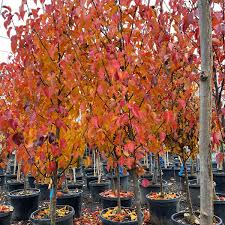 Attēlu rezultāti vaicājumam “Prunus (plum-tree)”