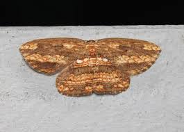 Attēlu rezultāti vaicājumam “Drepanidae”