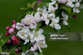 Attēlu rezultāti vaicājumam “Malus x zumi”