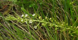 Attēlu rezultāti vaicājumam “Thesium alpinum”