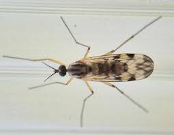 Attēlu rezultāti vaicājumam “Sylvicola sp.”