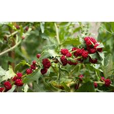 Attēlu rezultāti vaicājumam “Chenopodium foliosum fruit”