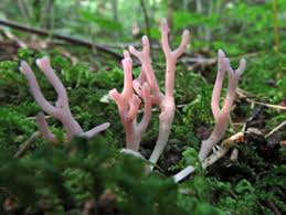 Attēlu rezultāti vaicājumam “Clavulinopsis cinerioides”
